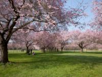 Schwetzingen 11022316  Schwetzingen the cherrytrees how they blomm right now